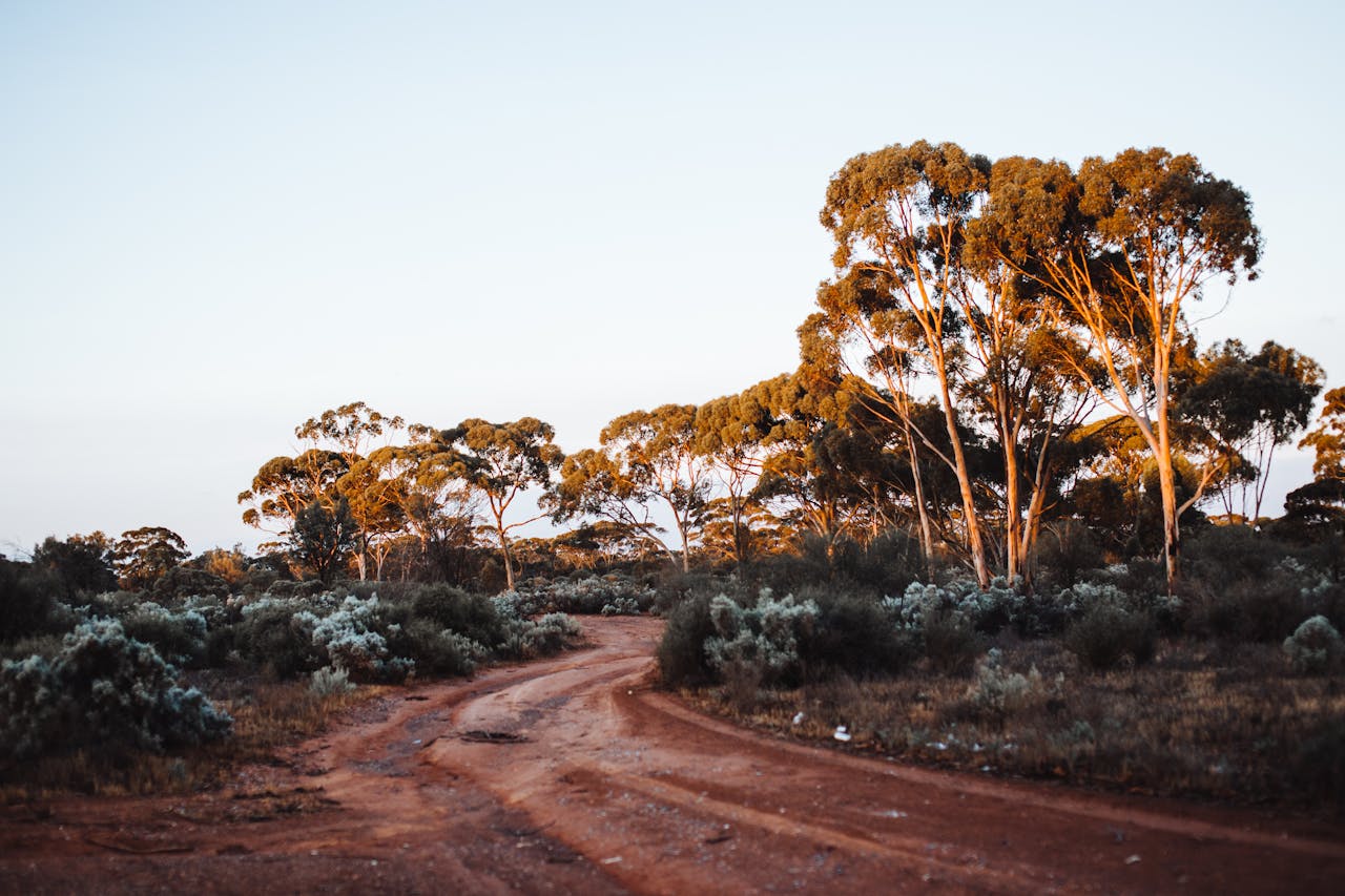 Dirt track through eucalyptus bushland at sunset, the type of regional Australian landscape where PACT delivers pest animal control training